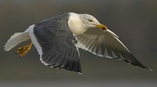 Lesser Black-backed Gull