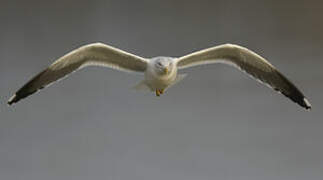 Lesser Black-backed Gull