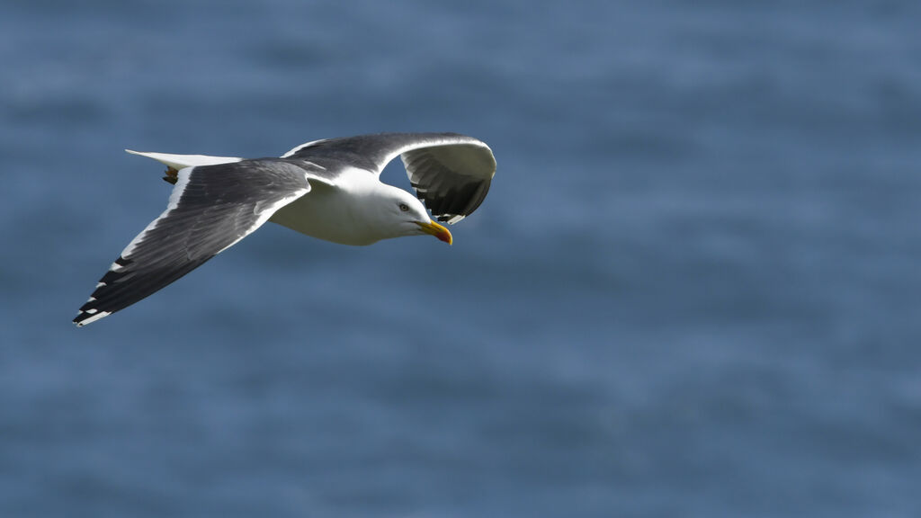 Lesser Black-backed Gulladult breeding, Flight