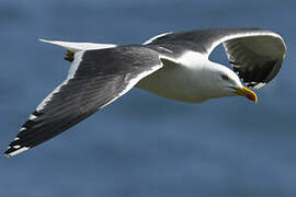 Lesser Black-backed Gull