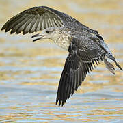 Lesser Black-backed Gull