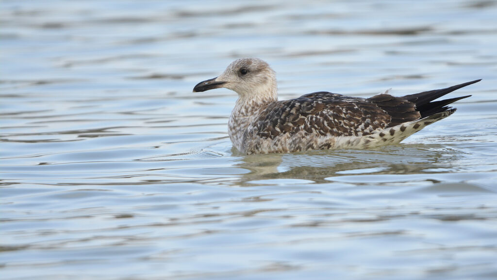 Lesser Black-backed GullSecond year, pigmentation, swimming