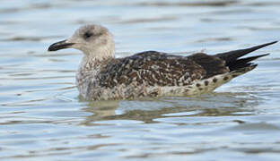 Lesser Black-backed Gull