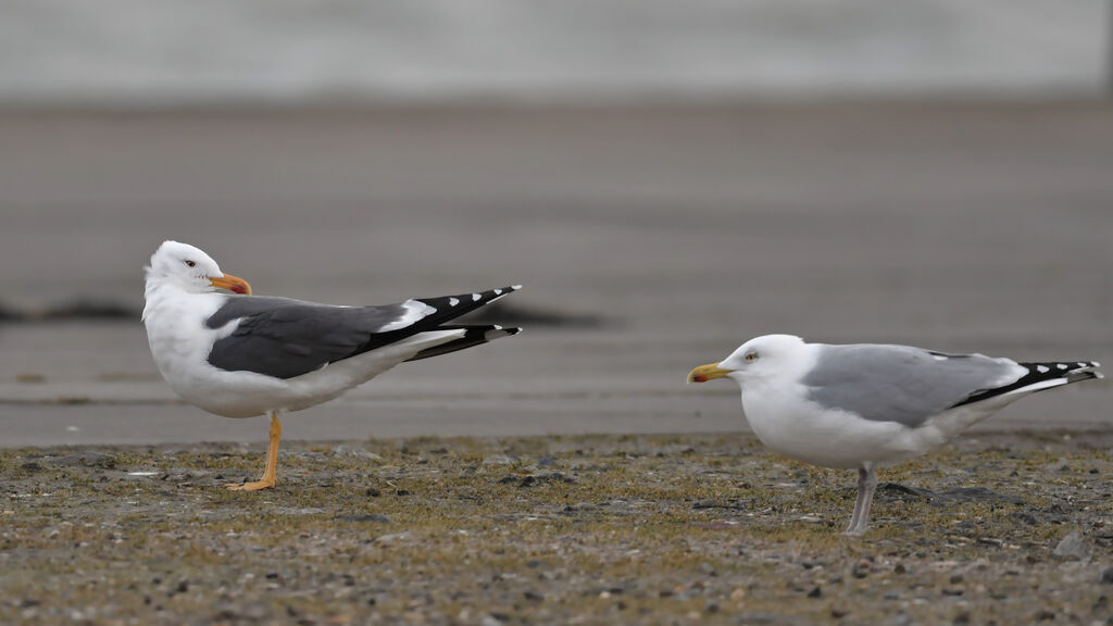 Lesser Black-backed Gulladult breeding, identification