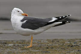 Lesser Black-backed Gull