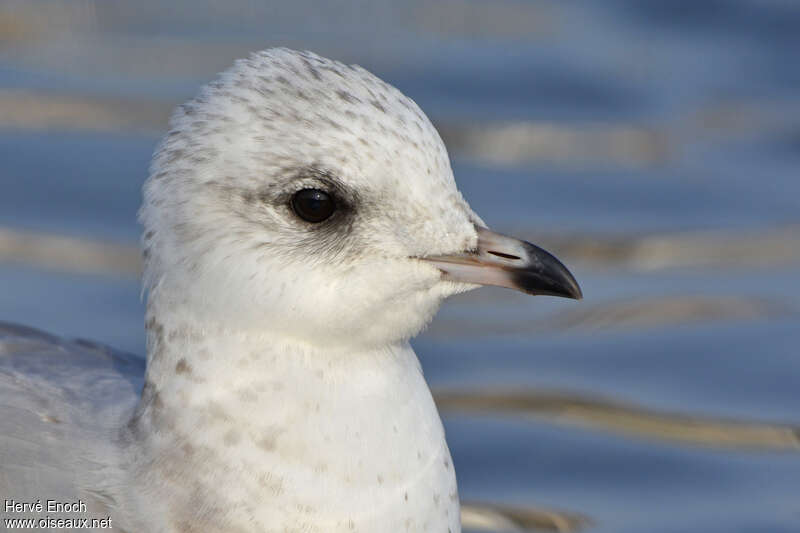 Common GullSecond year, close-up portrait