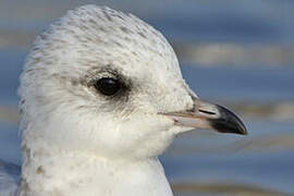 Mew Gull