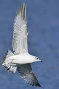 Common Gull