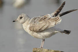 Common Gull