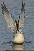 Common Gull