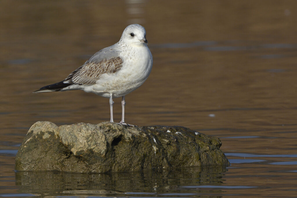 Goéland cendré1ère année, identification