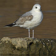 Common Gull