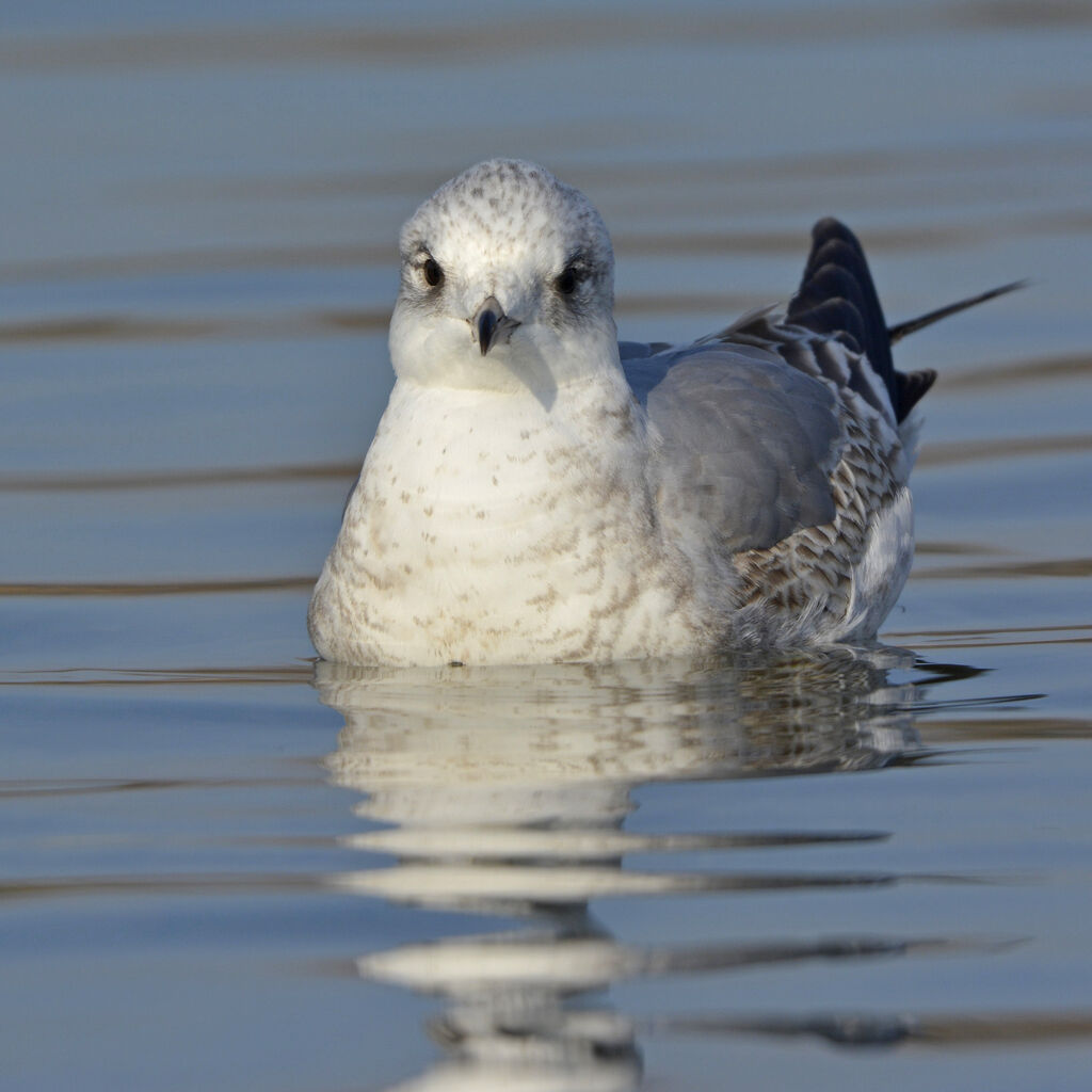 Common GullSecond year