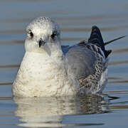 Mew Gull