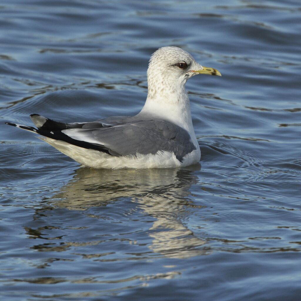 Common Gulladult post breeding, identification