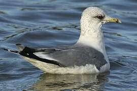 Common Gull