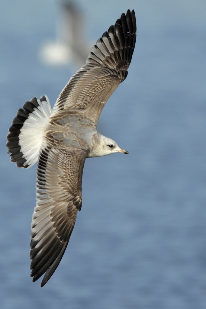 Common GullFirst year, aspect, Flight