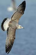 Common Gull