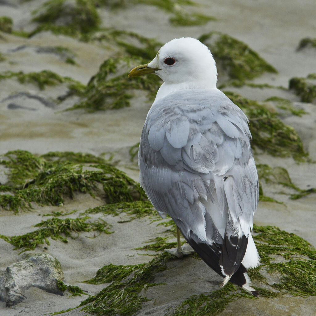 Common Gulladult breeding, identification