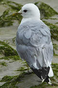 Mew Gull