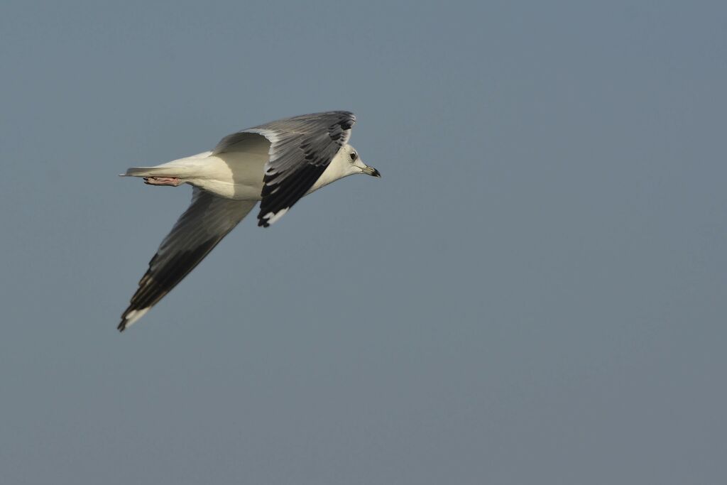 Mew GullSecond year, Flight