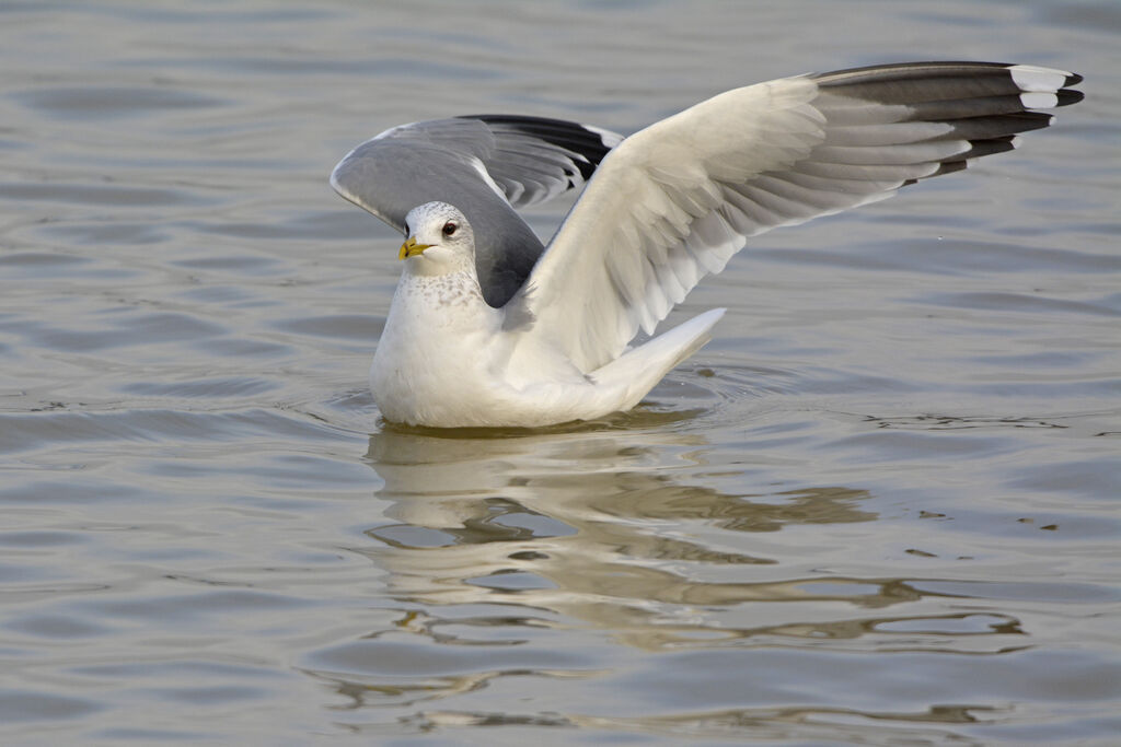 Common Gulladult post breeding, identification