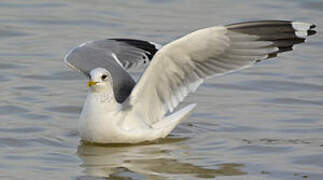 Common Gull