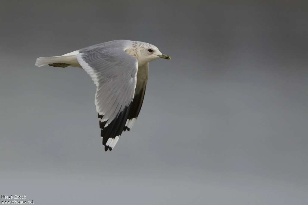 Common Gulladult breeding, Flight