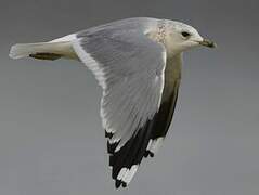 Mew Gull