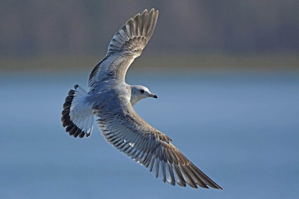 Common GullFirst year, identification