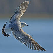 Common Gull