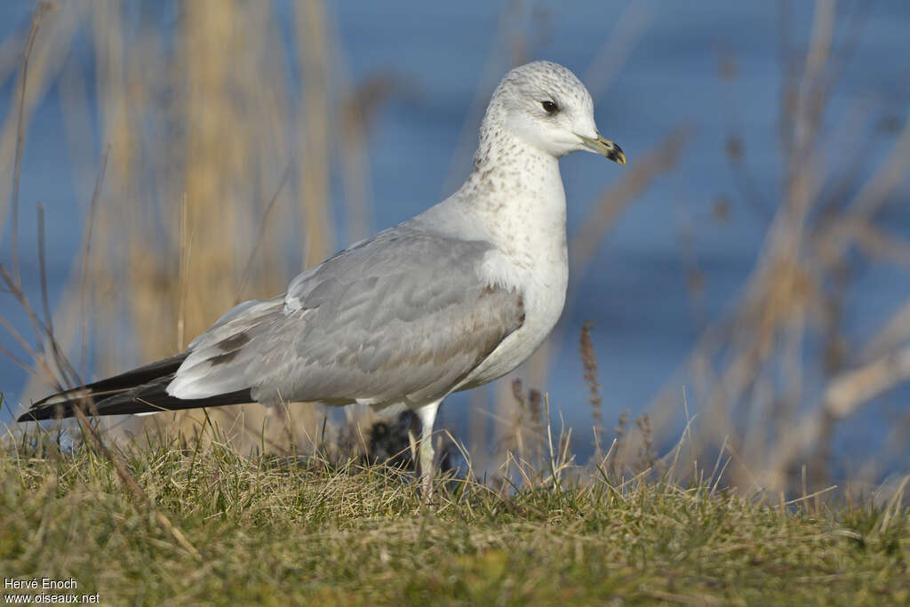 Goéland cendréimmature, identification