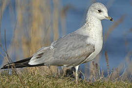 Common Gull