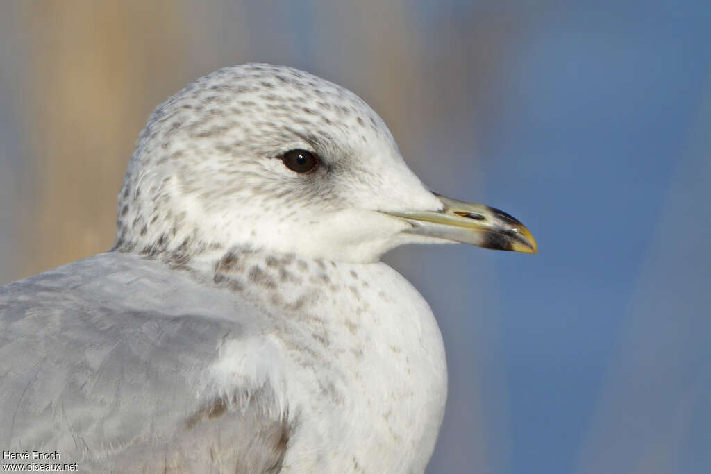 Common GullThird  year post breeding, identification