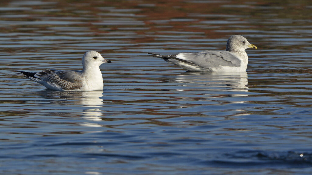 Common Gulladult post breeding, identification