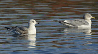 Mew Gull