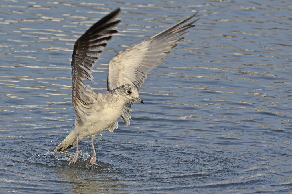 Common GullFirst year, identification