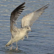 Common Gull