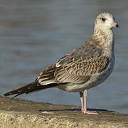 Common Gull