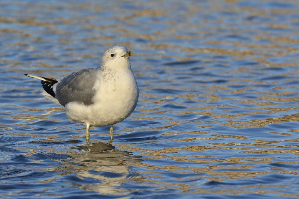 Common Gulladult post breeding, identification