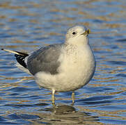 Common Gull