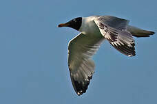 Goéland ichthyaète