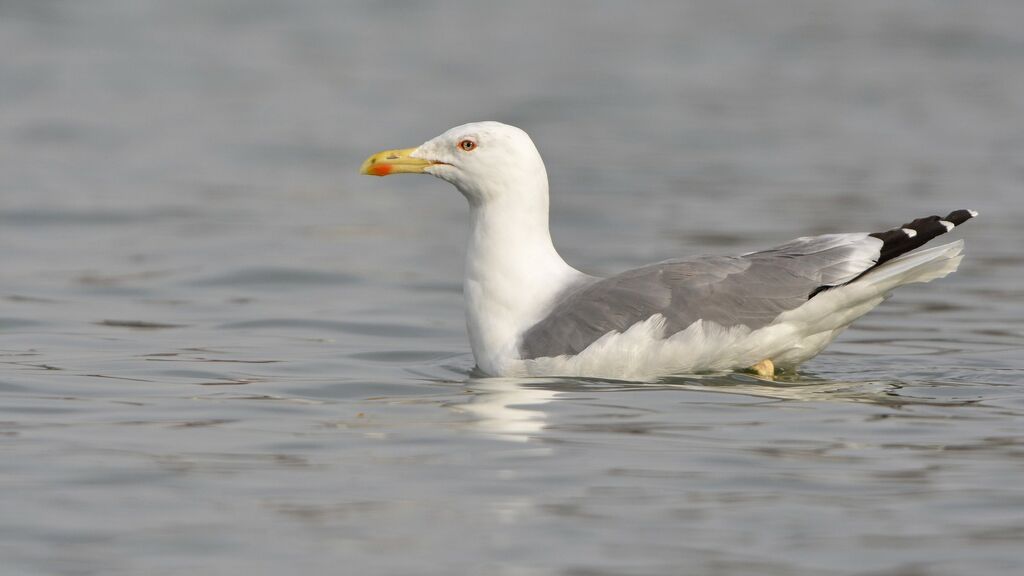 Goéland leucophéeadulte nuptial, identification