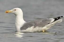 Yellow-legged Gull