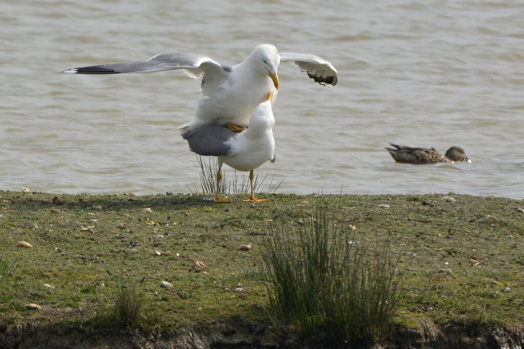 Yellow-legged Gulladult breeding, mating.