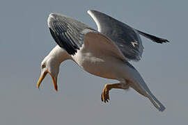 Yellow-legged Gull