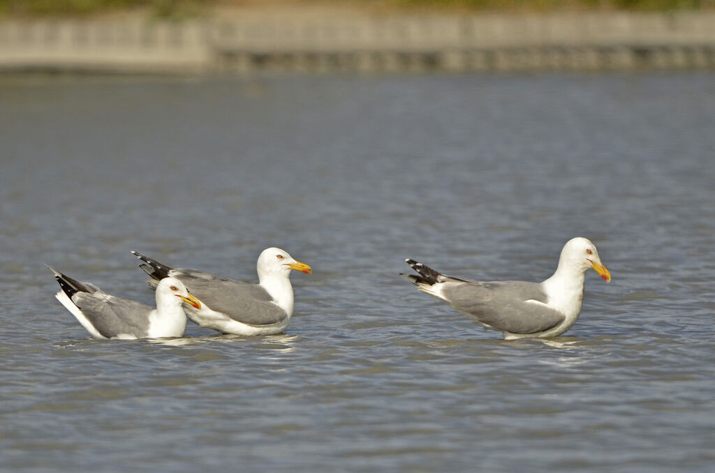 Yellow-legged Gulladult breeding, identification