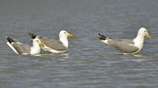 Yellow-legged Gull