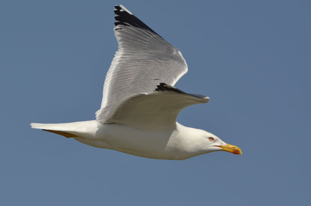 Yellow-legged Gulladult breeding