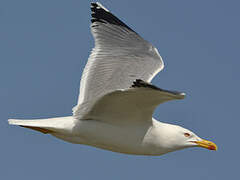 Yellow-legged Gull